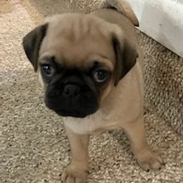 Pugs from Puggie