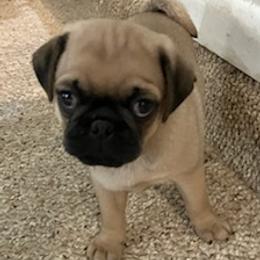 Pugs from Puggie