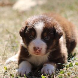 Brianna - Red tri-color female Australian Shepherd puppy in Violet Hill, Arkansas from Sweets' Cattle Co and Australian Shepherds