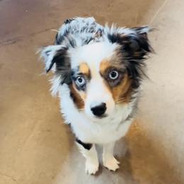 Frankie - Toy Australian Shepherd