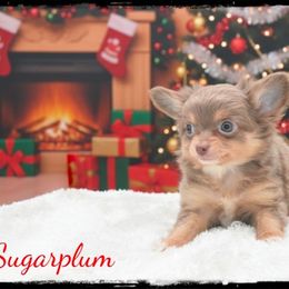 Sugarplum - Chocolate and white female Chihuahua puppy in Demorest, Georgia from Sourpatch Chihuahuas