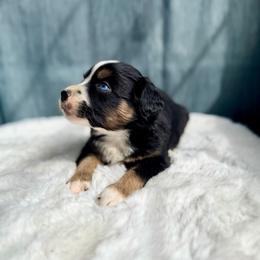 ADIDA - Black tri male Miniature Australian Shepherd puppy in Dayton, Washington from Rafter 22 Aussies