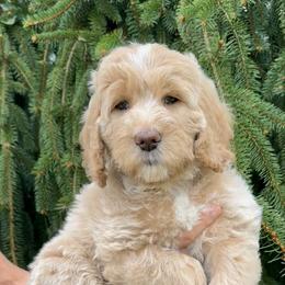 Coconut - Cream female Goldendoodle puppy in Newark, Ohio from Valleydayle Doodles and Wheatens