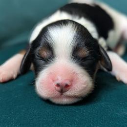 Leona - Tri-color female Cavapoo puppy in San Diego, California from WW Cavapoos