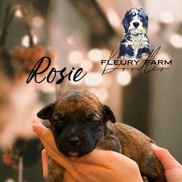 Rosie - Wheaten female Whoodle puppy in Knoxville, Tennessee from Fleury Farm Doodles TN