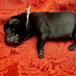 Grey Collar aka Tairn - Black male Labrador Retriever puppy in Alvin, Texas from Red Retrievers