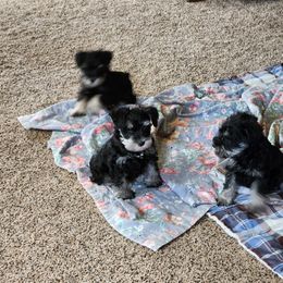 Na - Black and silver male Miniature Schnauzer puppy in Spokane, Washington from Blue Haven Stable