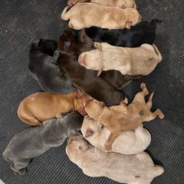 Lime Green - Black female Labrador Retriever puppy in Newton Grove, North Carolina from Wayalife Labradors & Gsp’s