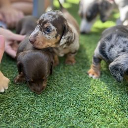 Dachshund Puppies from Weenie Bros
