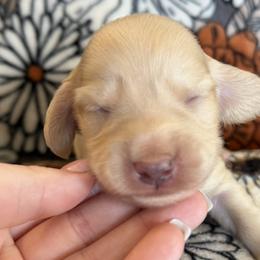 Boy 1 - Cream male Dachshund puppy in Stamford, Texas from West Texas Miniature Dachshunds