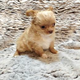 Cream - Cream male Chihuahua puppy in Richmond, Virginia from Breens