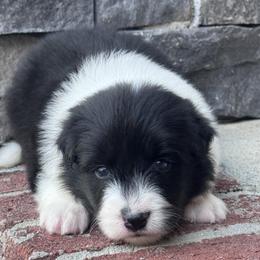 Lakelyn - Black female Border Collie puppy in Dunn, North Carolina from Coylety Border Collies