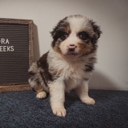 Australian Shepherd Puppies from Kelly Krew Aussies