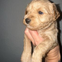 Mocha - Wheaten female Miniature Schnauzer puppy in Fort Worth, Texas from Sissy’s Schnauzers