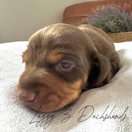 Lily - Chocolate and tan female Dachshund puppy in Karnes County, Texas from Lazzy Z Dachshunds