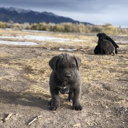 Cane Corso and Lowchen Puppies from High Royal Kennel