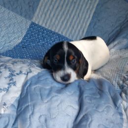 Dachshunds from Storyville Dachshunds