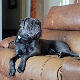 Winston - Olde English Bulldogge