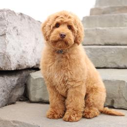 Indigo - Caramel red male Australian Labradoodle puppy in Williamstown, New York from Lewis Manor Labradoodles