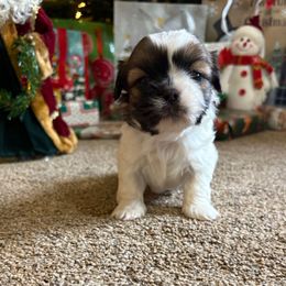 Jack - Sable and white male Shih Tzu puppy in Bradley, South Carolina from Katie’s Kennel