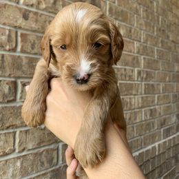 Goldendoodle Puppies from Drea’s Doodles