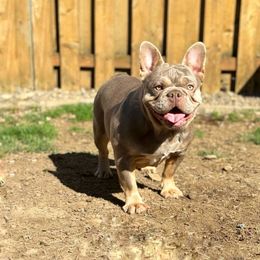 Gorda - French Bulldog