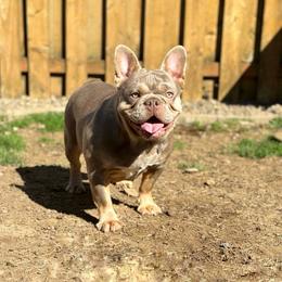 Gorda - French Bulldog