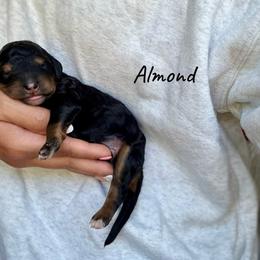 Almond - Phantom male Bernedoodle puppy in Pennsylvania from Bells Bernedoodles