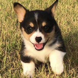 Pembroke Welsh Corgi Puppies from Shabby Chic Corgis