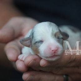 Blue Merle F - Blue merle and white female American Corgi puppy in Straughn, Alabama from Magnolia Creek Corgis
