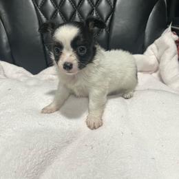 CKC reg male 3 - Black and white male Chihuahua puppy in Logan, Ohio from Hocking Hills Chihuahua’s