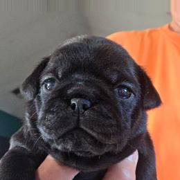 Toodles - Black female Pug puppy in Madera, California from Hills Pugs