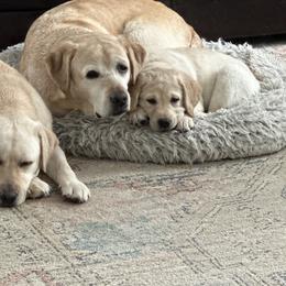 Labrador Retriever Puppies from Findaway Labradors
