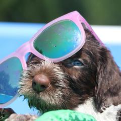 German Wirehaired Pointer Puppies from Afterhours German Wirehaired Pointers