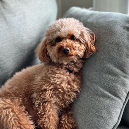 Gloriya - Poodle