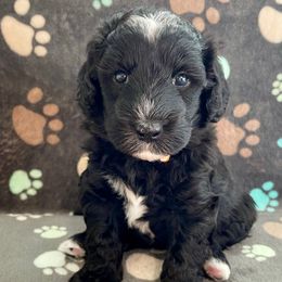 Orange - Black and white female Sheepadoodle puppy in Archer, Florida from Gainesville Sheepadoodles