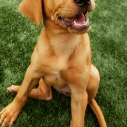 Labrador Retrievers from TK Hot Kennels