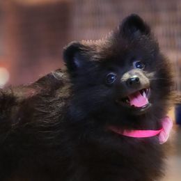 Noir - Black female Pomeranian puppy in Inverness, Florida from Pompadorable Poms
