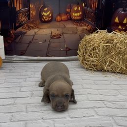 Blue Based Cream Smooth Male - Cream male Dachshund puppy in Killeen, Texas from Southern Dachshunds