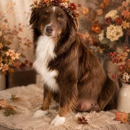 Jenny - Miniature Australian Shepherd