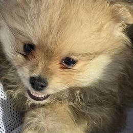 Candy - Orange sable female Pomeranian puppy in San Diego, California from Socalpoms