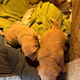Golden Retriever Puppies from Collette's Goldens