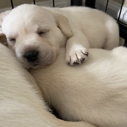 Labrador Retriever Puppies from BellaVista Labradors LLC