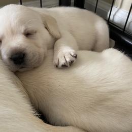Labrador Retriever Puppies from BellaVista Labradors LLC