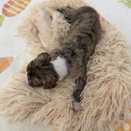 Orbit - Fawn brindle male Whippet puppy in Fort Myers, Florida from Rainbow Whippets