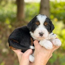 Cleo - Tri-color female Bernedoodle puppy in Bellville, Ohio from Bernedoodle Buddies
