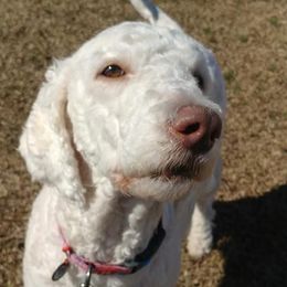 Ari - Labradoodle