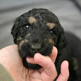 Theo - Phantom male Poodle puppy in New York from Powder Puff Poodles