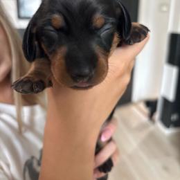 Hunter - Black and tan male Dachshund puppy in Tomball, Texas from Gutierrez House of Doxies