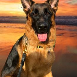 German Shepherd Puppies from AceHaven Canines